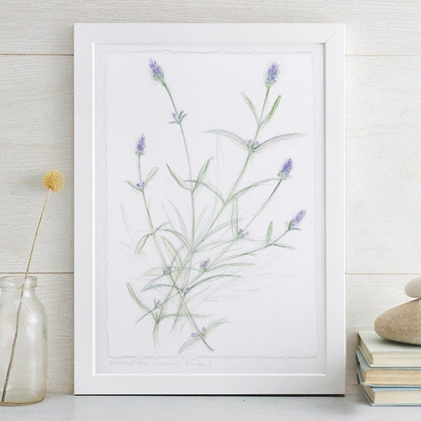 'Lavender Munstead' Original Watercolour Painting