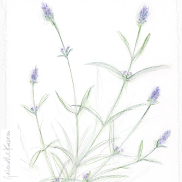 'Lavender Munstead' Original Watercolour Painting