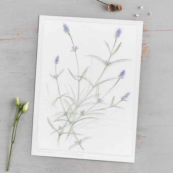 'Lavender Munstead' Original Watercolour Painting