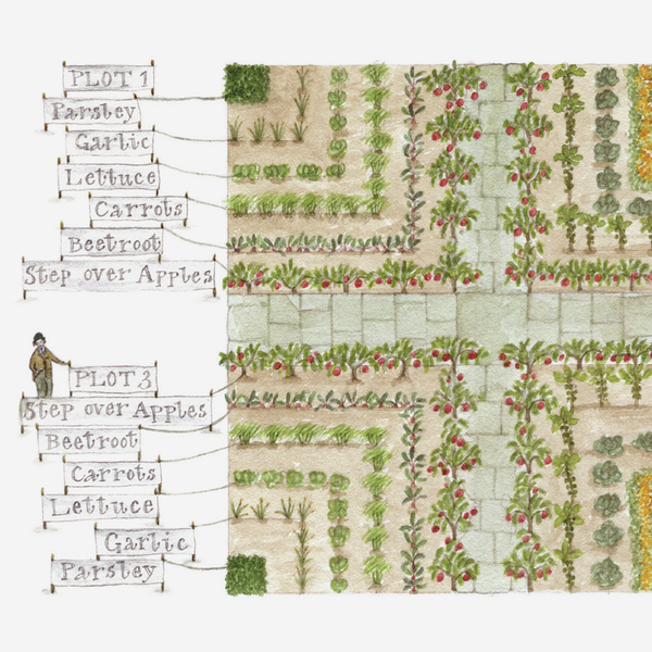 'French Diagonal Plot' Mounted Print